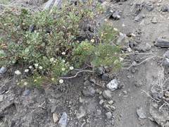 Argyranthemum frutescens image