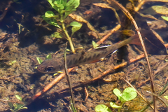 Salvelinus fontinalis fontinalis