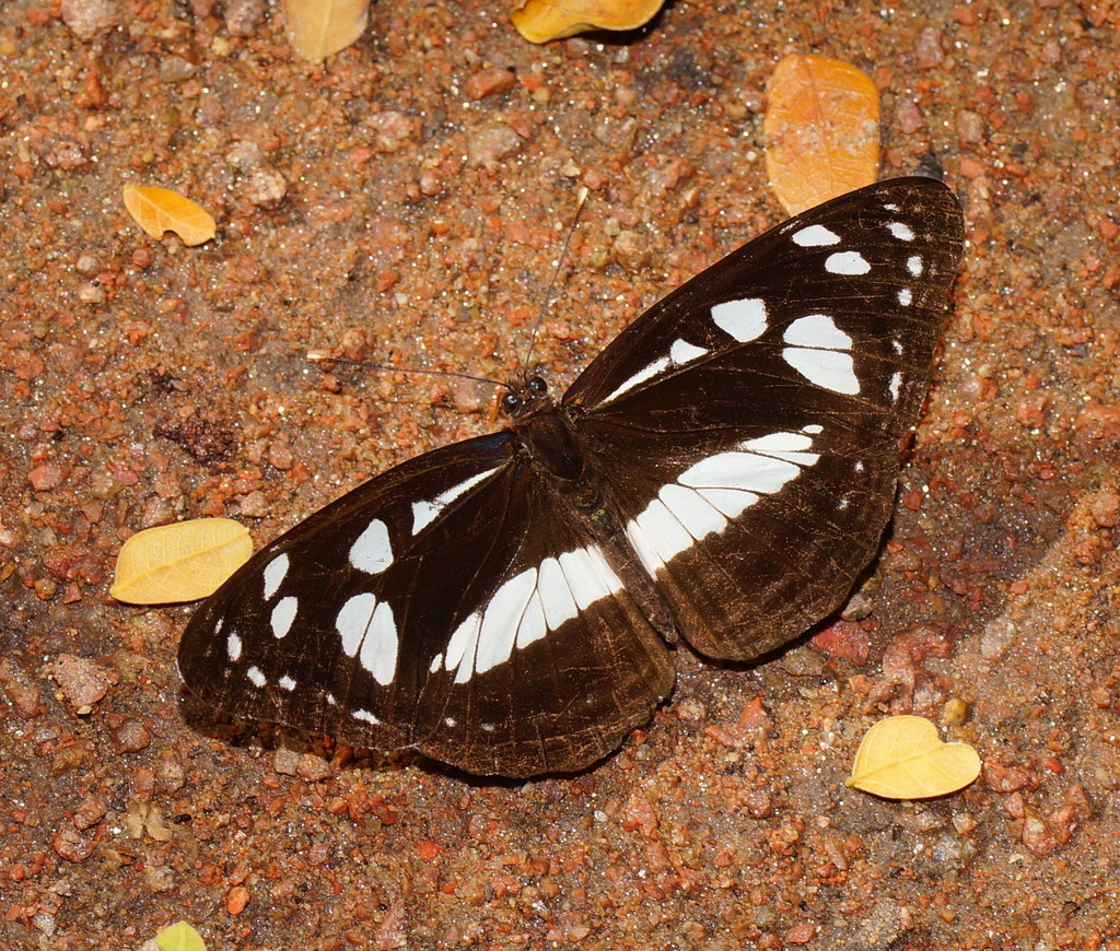 Common Aeroplane