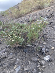 Image of Argyranthemum frutescens