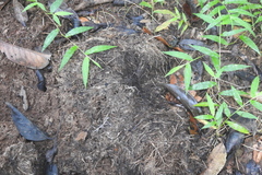 Elephas maximus indicus