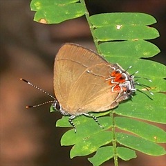 Calycopis pisis