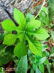 Ipomoea pes-tigridis