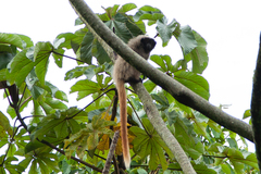 Callicebus nigrifrons