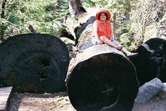 Sequoioideae