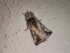 Didugua argentilinea