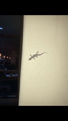 Hemidactylus turcicus