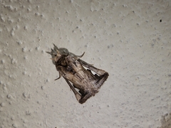 Didugua argentilinea