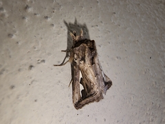 Didugua argentilinea