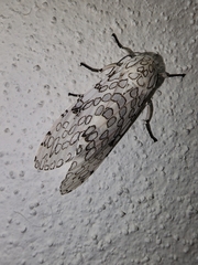 Hypercompe caudata