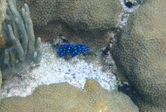 Microspathodon chrysurus