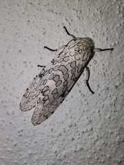 Hypercompe caudata