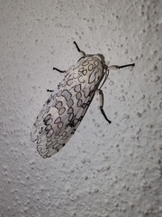 Hypercompe caudata