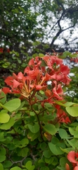 Bauhinia galpinii