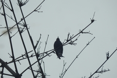 Surniculus dicruroides