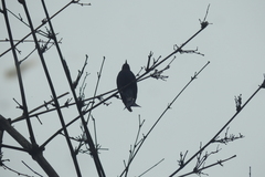 Surniculus dicruroides