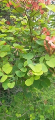 Bauhinia galpinii