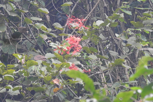 Bauhinia phoenicea, photograph 1
