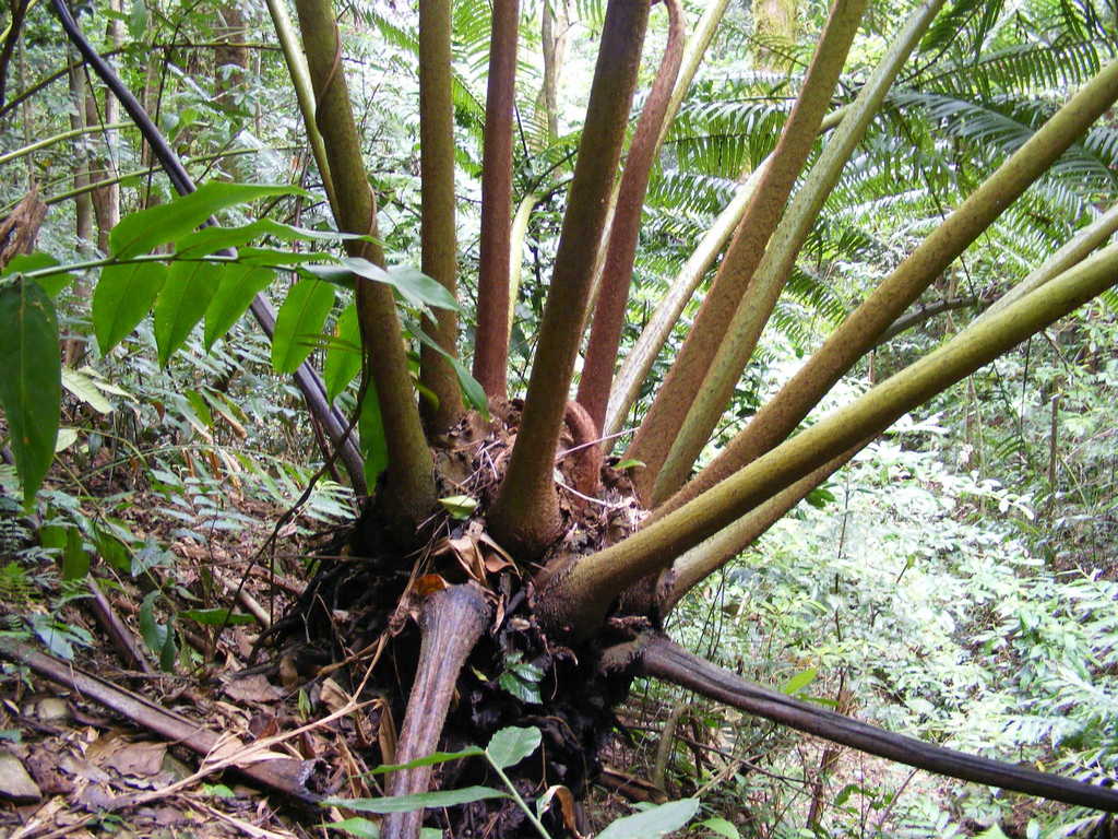 Potato Ferns and Allies