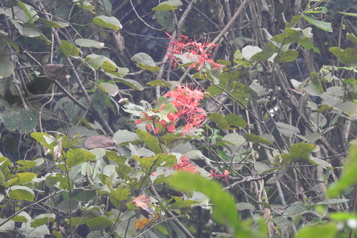 Bauhinia phoenicea, photograph 2
