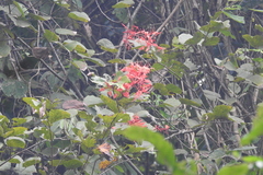Bauhinia phoenicea