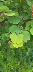 Bauhinia galpinii