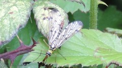 Panorpa germanica