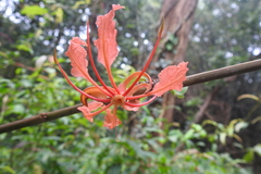 Bauhinia phoenicea
