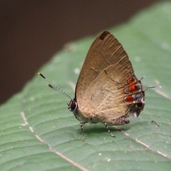 Calycopis pisis