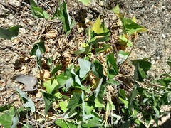 Convolvulus farinosus