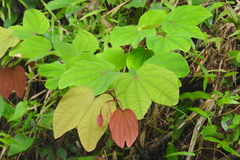 Bauhinia phoenicea
