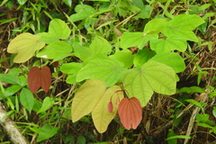 Bauhinia phoenicea
