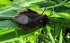 Pachylis pharaonis
