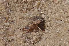 Myrmeleon formicarius