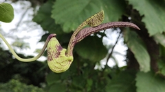 Aristolochia ringens