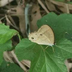 Lethe syrcis