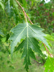 Betula pendula dalecarlica