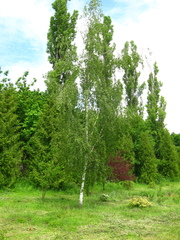 Betula pendula dalecarlica