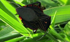 Pachylis pharaonis
