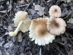 Pseudosperma friabile
