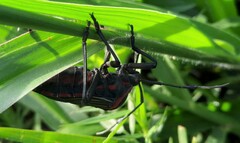 Pachylis pharaonis