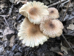 Pseudosperma friabile