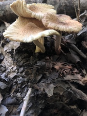 Pseudosperma friabile