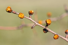 Pyrus bourgaeana