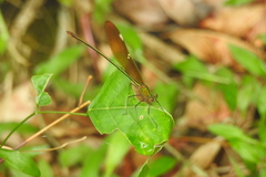 Neurobasis chinensis