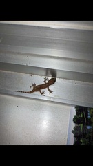 Hemidactylus turcicus