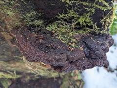 Heterobasidion annosum