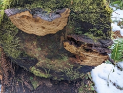 Heterobasidion annosum