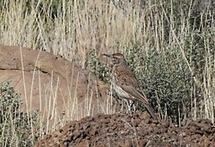 Certhilauda subcoronata gilli
