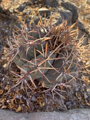Echinocactus horizonthalonius